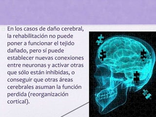  En los casos de daño cerebral,
la rehabilitación no puede
poner a funcionar el tejido
dañado, pero sí puede
establecer nuevas conexiones
entre neuronas y activar otras
que sólo están inhibidas, o
conseguir que otras áreas
cerebrales asuman la función
perdida (reorganización
cortical).
 