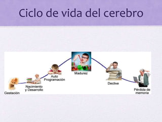 Ciclo de vida del cerebro
 