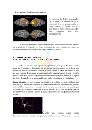 Procesamiento funcional compensatorio.
Los estudios demuestran que el cerebro llega a esta solución funcional a través
de la activación de otras vías nerviosas, activándose así más a menudo las regiones en
ambos hemisferios (lo que sólo ocurre en personas más jóvenes).
FACTORES QUE INTERVIENEN
EN LA PLASTICIDAD Y REGENERACIÓN NEURONAL
Todas las neuronas son capaces de regenerar su axón y sus dendritas cuando
estas son lesionadas o destruidas. En el sistema nervioso periférico se logra una
restitución anatómica completa cuando la lesión afecta al axón distalmente a una
división colateral Los axones amputados del cabo proximal dentro de una extensión
nerviosa periférica, cuando se ponen en contacto con su lado distal, reinervan el órgano
periférico denervado por la lesión, ya bien sea motor o sensitivo el nervio dañado.
Colateralización.- es otro proceso que ocurre en el sistema nervioso periférico que
consiste en la emisión de colaterales en las ramas terminales de axones intactos, que van
a inervar fibras musculares de unidades nerviosas denervadas cercanas. Las lesiones que
ocurren en el sistema nervioso (agudo, crónico, traumático, vascular, infeccioso) pueden
ser destructivas en mayor o menor medida, permitiendo que una población neuronal
sobreviva.
Cuando una neurona queda aislada
funcionalmente, sin conexión sináptica, se atrofia y muere. Ocurren intercambios
En presencia de déficits relacionados
con la edad y la disminución de la
plasticidad sináptica que acompañan al
envejecimiento, el cerebro, una vez
más, pone de manifiesto su plasticidad
para reorganizar sus redes
neurocognitivas.
 