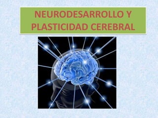 NEURODESARROLLO Y
PLASTICIDAD CEREBRAL
 