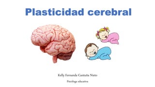 Plasticidad cerebral
Kelly Fernanda Cantuña Nieto
Psicóloga educativa
 