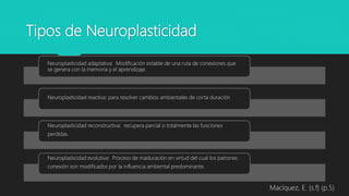 Tipos de Neuroplasticidad
Neuroplasticidad adaptativa: Modificación estable de una ruta de conexiones que
se genera con la memoria y el aprendizaje.
Neuroplasticidad reactiva: para resolver cambios ambientales de corta duración
Neuroplasticidad reconstructiva: recupera parcial o totalmente las funciones
perdidas.
Neuroplasticidad evolutiva: Proceso de maduración en virtud del cual los patrones
conexión son modificados por la influencia ambiental predominante.
Macíquez, E. (s.f) (p.5)
 