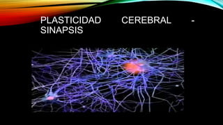 PLASTICIDAD CEREBRAL -
SINAPSIS
 