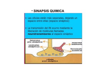 • SINAPSIS QUIMICA
 