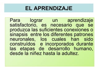 EL APRENDIZAJE
Para lograr un aprendizaje
satisfactorio, es necesario que se
produzca las suficientes conexiones o
sinapsis entre los diferentes patrones
neuronales, los cuales han sido
construídos e incorporados durante
las etapas de desarrollo humano,
desde la niñez hasta la adultez.
 