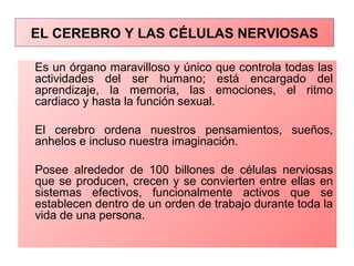 EL CEREBRO Y LAS CÉLULAS NERVIOSAS
Es un órgano maravilloso y único que controla todas las
actividades del ser humano; está encargado del
aprendizaje, la memoria, las emociones, el ritmo
cardiaco y hasta la función sexual.
El cerebro ordena nuestros pensamientos, sueños,
anhelos e incluso nuestra imaginación.
Posee alrededor de 100 billones de células nerviosas
que se producen, crecen y se convierten entre ellas en
sistemas efectivos, funcionalmente activos que se
establecen dentro de un orden de trabajo durante toda la
vida de una persona.
 