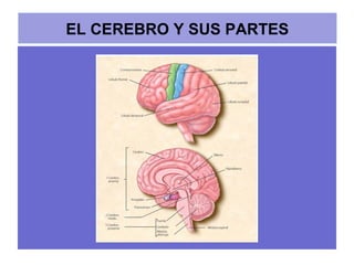 EL CEREBRO Y SUS PARTES
 