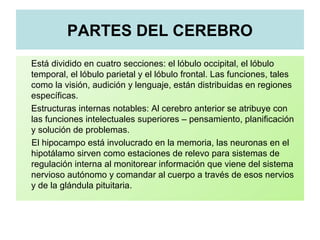 PARTES DEL CEREBRO
Está dividido en cuatro secciones: el lóbulo occipital, el lóbulo
temporal, el lóbulo parietal y el lóbulo frontal. Las funciones, tales
como la visión, audición y lenguaje, están distribuidas en regiones
específicas.
Estructuras internas notables: Al cerebro anterior se atribuye con
las funciones intelectuales superiores – pensamiento, planificación
y solución de problemas.
El hipocampo está involucrado en la memoria, las neuronas en el
hipotálamo sirven como estaciones de relevo para sistemas de
regulación interna al monitorear información que viene del sistema
nervioso autónomo y comandar al cuerpo a través de esos nervios
y de la glándula pituitaria.
 