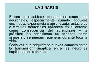 XIV Congreso INFAD 2007.
El cerebro establece una serie de conexiones
neuronales, especialmente cuando adquiere
una nueva experiencia o aprendizaje, estas vías
o circuitos neuronales aparecen en el cerebro
como consecuencia del aprendizaje y la
práctica; las conexiones se conocen como
sinapsis y se pueden regenerar durante toda la
vida.
Cada vez que adquirimos nuevos conocimientos
la transmisión sináptica entre las neuronas
implicadas es reforzada.
LA SINAPSIS
 