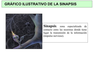 Sinapsis: zona especializada de
contacto entre las neuronas donde tiene
lugar la transmisión de la información
(impulso nervioso).
GRÁFICO ILUSTRATIVO DE LA SINAPSIS
 