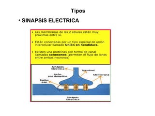 Tipos
• SINAPSIS ELECTRICA
 