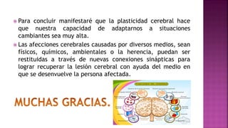  Para concluir manifestaré que la plasticidad cerebral hace
que nuestra capacidad de adaptarnos a situaciones
cambiantes sea muy alta.
 Las afecciones cerebrales causadas por diversos medios, sean
físicos, químicos, ambientales o la herencia, puedan ser
restituidas a través de nuevas conexiones sinápticas para
lograr recuperar la lesión cerebral con ayuda del medio en
que se desenvuelve la persona afectada.
 