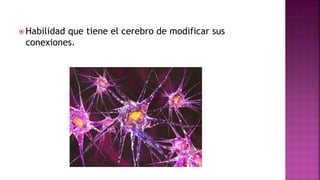  Habilidad que tiene el cerebro de modificar sus
conexiones.
 