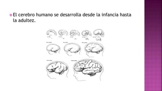  El cerebro humano se desarrolla desde la infancia hasta
la adultez.
 