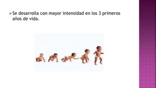  Se desarrolla con mayor intensidad en los 3 primeros
años de vida.
 