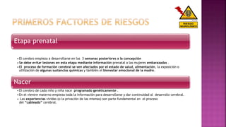 Etapa prenatal
•El cerebro empieza a desarrollarse en las 3 semanas posteriores a la concepción
•Se debe evitar lesiones en esta etapa mediante información prenatal a las mujeres embarazadas .
•El proceso de formación cerebral se ven afectados por el estado de salud, alimentación, la exposición o
utilización de algunas sustancias químicas y también el bienestar emocional de la madre.
Nacer
•El cerebro de cada niño y niña nace programado genéticamente .
•En el vientre materno empieza toda la información para desarrollarse y dar continuidad al desarrollo cerebral.
• Las experiencias vividas (o la privación de las mismas) son parte fundamental en el proceso
del “cableado” cerebral.
 