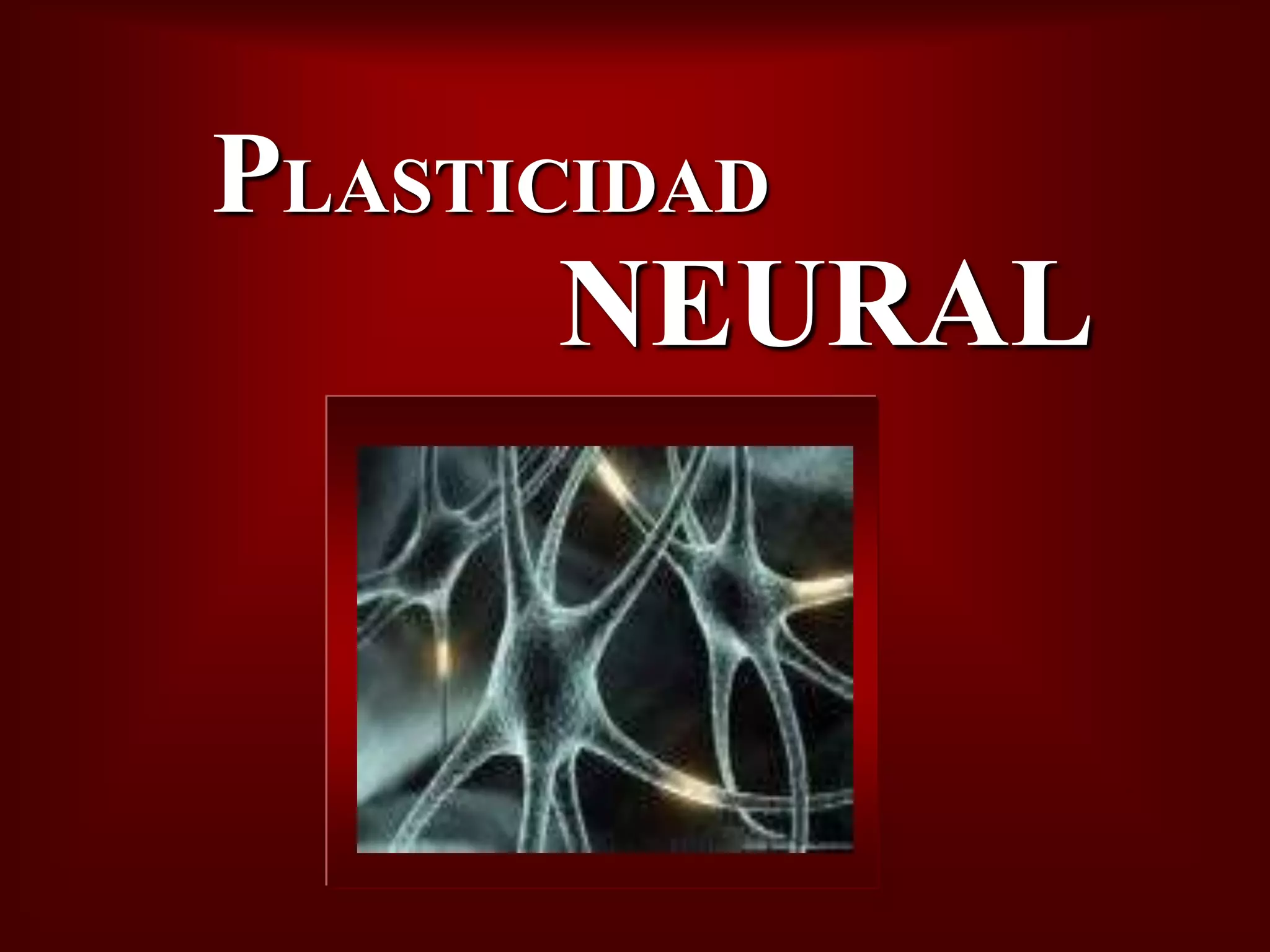 Plasticidad Neural