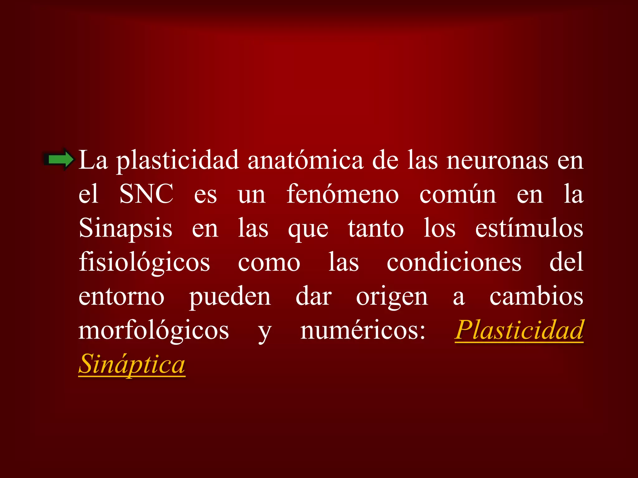 Plasticidad Neural