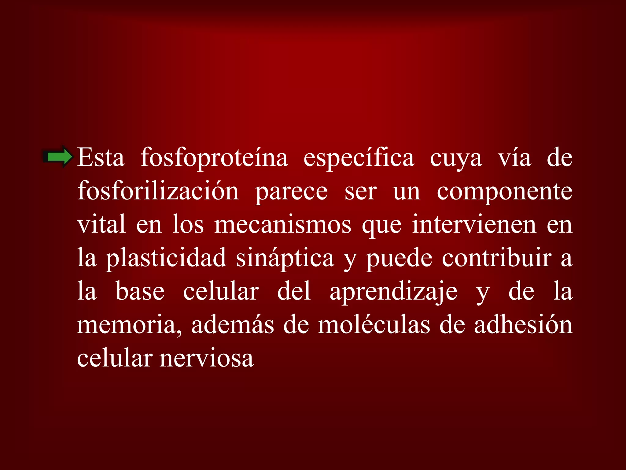 Plasticidad Neural
