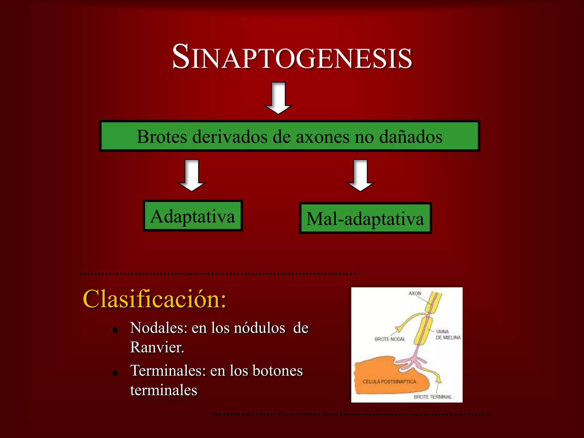 Plasticidad Neural