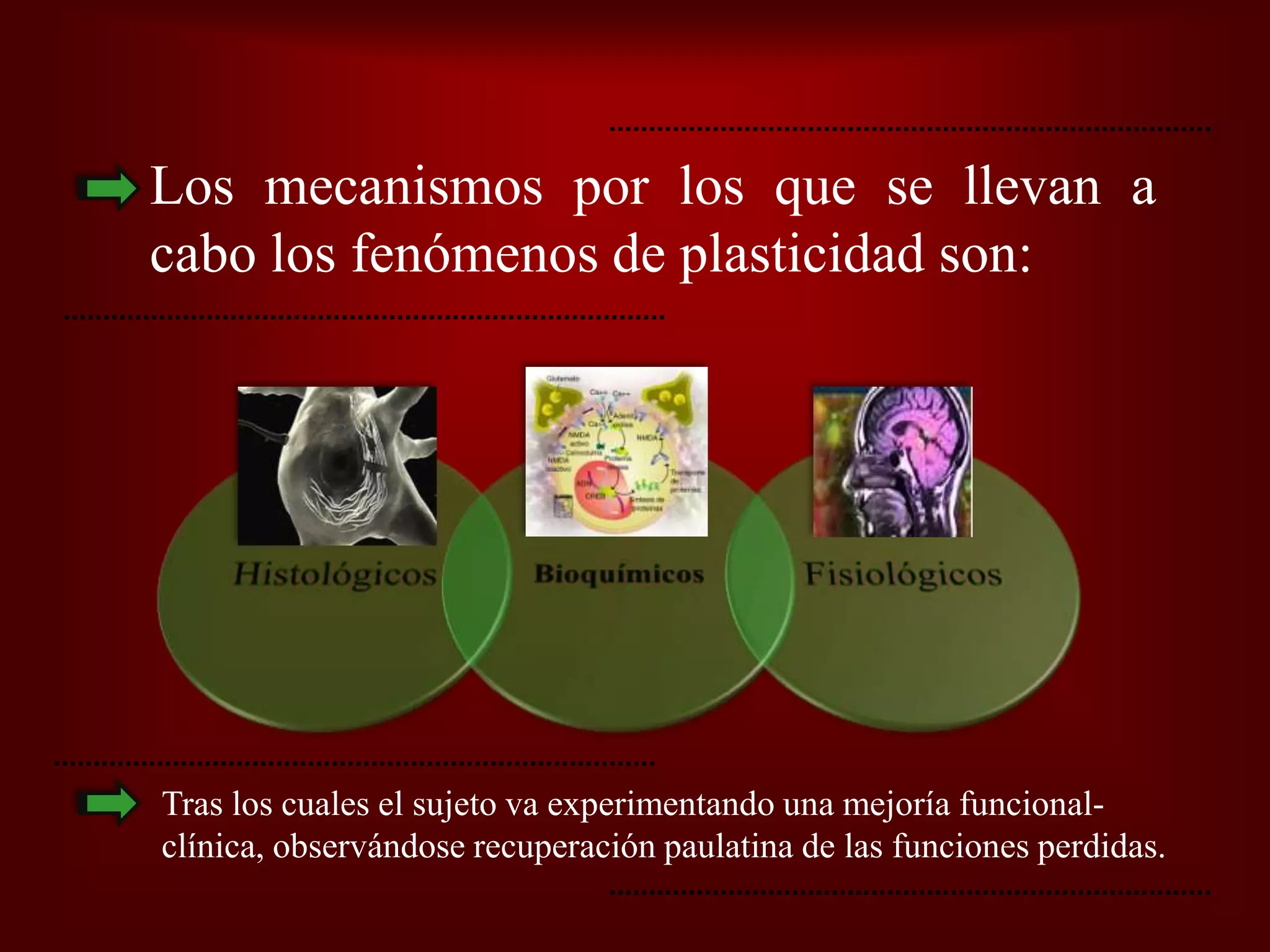 Plasticidad Neural