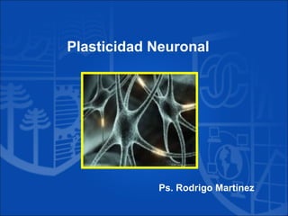 Plasticidad Neuronal
Ps. Rodrigo Martínez
 
