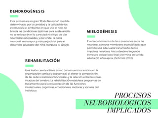 PROCESOS
NEUROBIOLÓGICOS
IMPLICADOS
Este proceso es en gran “Poda Neuronal” medida
determinado por la cantidad y la calidad de los
estímulos.Si el ambiente en que vive el niño no
brinda las condiciones óptimas para su desarrollo
no se reforzarán ni la cantidad ni el tipo de vías
neuronales adecuadas, y por ende, la poda
neuronal será mayor y más perjudicial para el
desarrollo saludable del niño. Ranpura, A. (2008).
DENDROGÉNESIS
Una lesión cerebral tiene como consecuencia cambios en la
organización cortical y subcortical, al alterar la composición
de las redes cerebrales funcionales y la relación entre las zonas
intactas del cerebro. La rehabilitación establece programas de
tratamiento para la recuperación de las funciones
intelectuales, cognitivas, emocionales, motoras y sociales del
individuo.
REHABILITACIÓN
Es el recubrimiento de las conexiones entre las
neuronas con una membrana especializada que
permite una adecuada transmisión de los
impulsos nerviosos. Inicia desde el segundo
trimestre del periodo fetal y termina en la vida
adulta (30 años aprox.) Schmitt (2012).
MIELOGÉNESIS
 