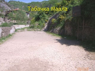 Табачка Маала 