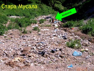 Стара Мусала  ЖИВИНА 