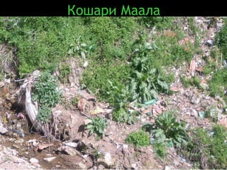 Кошари Маала 