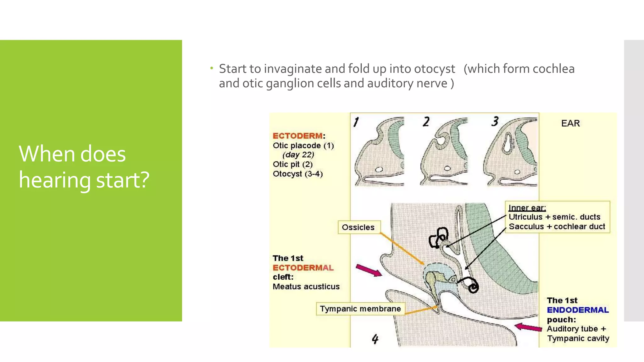 Auditory system Plasticity | PPTX