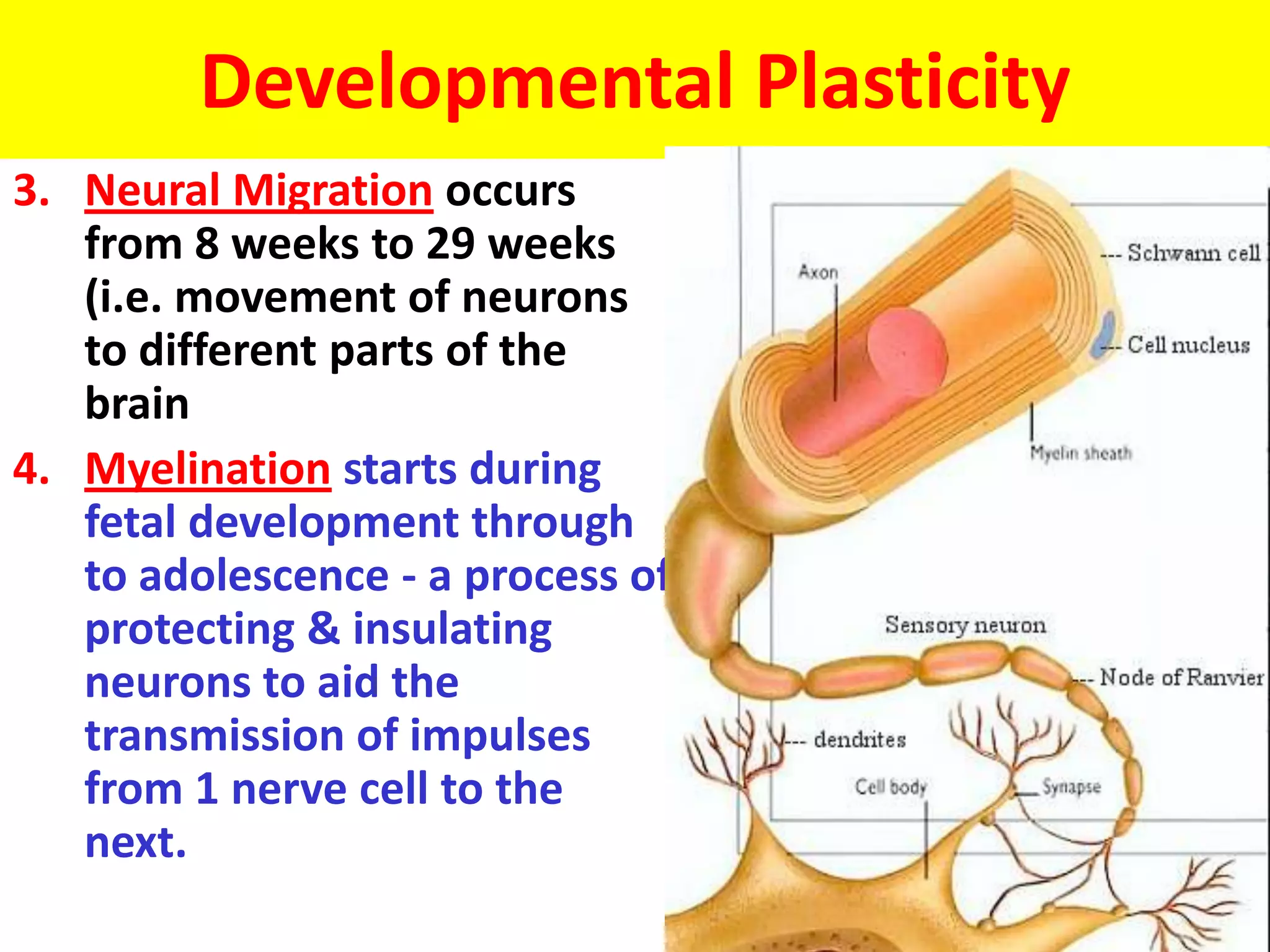 Plasticity of the brain - VCE U4 Psychology | PPTX