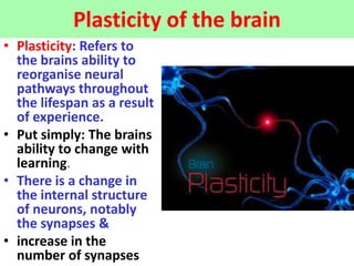 Plasticity of the brain
• Plasticity: Refers to
  the brains ability to
  reorganise neural
  pathways throughout
  the lifespan as a result
  of experience.
• Put simply: The brains
  ability to change with
  learning.
• There is a change in
  the internal structure
  of neurons, notably
  the synapses &
• increase in the
  number of synapses
 