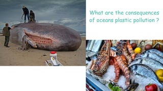 What are the consequences
of oceans plastic pollution ?
 