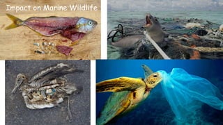 Impact on Marine Wildlife
 