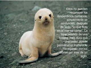 Ellos no pueden reconocer los desperdicios humanos, simplemente se confunden, después de todo, "lo que flota en el mar se come". La tapa plástica de una botella, mas dura que una bolsa, puede permanecer inalterable navegando por los mares por mas de un siglo. 