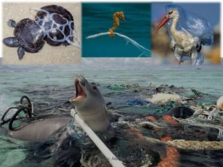 By: Aleena Elizabeth Cyril
 