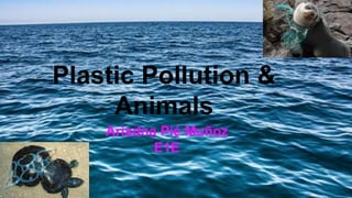 Plastic Pollution &
Animals
Ariadna Pié Muñoz
E1E
 