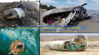 The Health Impact of Plastic Pollution on our Wildlife
 