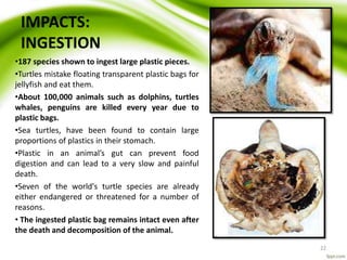 IMPACTS:
INGESTION
•187 species shown to ingest large plastic pieces.
•Turtles mistake floating transparent plastic bags for
jellyfish and eat them.
•About 100,000 animals such as dolphins, turtles
whales, penguins are killed every year due to
plastic bags.
•Sea turtles, have been found to contain large
proportions of plastics in their stomach.
•Plastic in an animal’s gut can prevent food
digestion and can lead to a very slow and painful
death.
•Seven of the world's turtle species are already
either endangered or threatened for a number of
reasons.
• The ingested plastic bag remains intact even after
the death and decomposition of the animal.
22
 