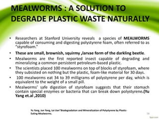 MEALWORMS : A SOLUTION TO
DEGRADE PLASTIC WASTE NATURALLY
• Researchers at Stanford University reveals a species of MEALWORMS
capable of consuming and digesting polystyrene foam, often referred to as
“styrofoam.”
• These are small, brownish, squirmy ,larvae form of the darkling beetle.
• Mealworms are the first reported insect capable of degrading and
mineralizing a common persistent petroleum-based plastic.
• The scientists placed 100 mealworms on top of blocks of styrofoam, where
they subsisted on nothing but the plastic, foam-like material for 30 days.
• 100 mealworms eat 34 to 39 milligrams of polystyrene per day, which is
equivalent to the weight of a small pill.
• Mealworms’ safe digestion of styrofoam suggests that their stomach
contain special enzymes or bacteria that can break down polystyrene.(Yu
Yang et.al ,2010)
Yu Yang, Jun Yang, Lei Jian"Biodegradation and Mineralization of Polystyrene by Plastic-
Eating Mealworms. 58
 