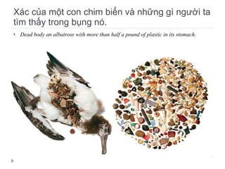 Xác của một con chim biển và những gì người ta tìm thấy trong bụng nó. Dead body an albatross with more than half a pound of plastic in its stomach. 