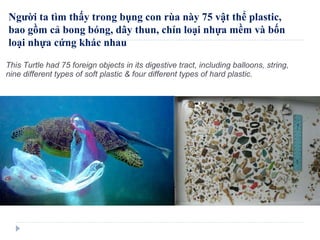 This Turtle had 75 foreign objects in its digestive tract, including balloons, string, nine different types of soft plastic & four different types of hard plastic.  Người ta tìm thấy trong bụng con rùa này 75 vật thể plastic, bao gồm cả bong bóng, dây thun, chín loại nhựa mềm và bốn loại nhựa cứng khác nhau 