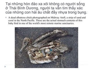 Tại những hòn đảo xa xôi không có người sống ở Thái Bình Dương, người ta vẫn tìm thấy xác của những con hải âu chất đầy nhựa trong bụng. A dead albatross chick photographed on Midway Atoll, a strip of sand and coral in the North Pacific. These are the actual stomach contents of this baby bird in one of the world's most remote marine sanctuaries. 