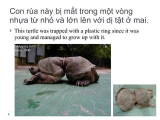 Con rùa này bị mắt trong một vòng nhựa từ nhỏ và lớn lên với dị tật ở mai. This turtle was trapped with a plastic ring since it was young and managed to grow up with it. 