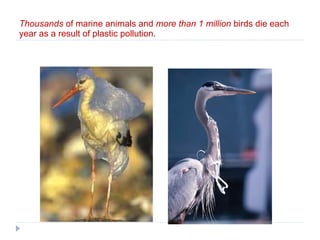 Thousands  of marine animals and  more than 1 million  birds die each year as a result of plastic pollution. 