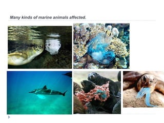 Many kinds of marine animals affected. 