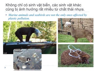Không chỉ có sinh vật biển, các sinh vật khác cũng bị ảnh hưởng rất nhiều từ chất thải nhựa. Marine animals and seabirds are not the only ones affected by plastic pollution. 