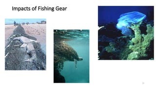 13
Impacts of Fishing Gear
 
