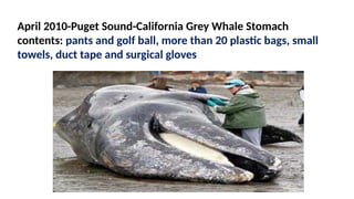 World Oceans Day 2015
April 2010-Puget Sound-California Grey Whale Stomach
contents: pants and golf ball, more than 20 plastic bags, small
towels, duct tape and surgical gloves
 